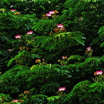 1 Green and Pink (reflection below)