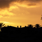 Palm sunset