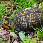 Eastern Box Turtle, male