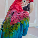 Macaw