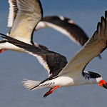 Black Skimmers