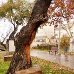 Agramunt Turrones y Chocolate (76)