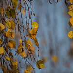 24 - Nov - 2014 - Autumn Colour Update