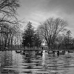 Ducks on the pond - 120 B&W Film