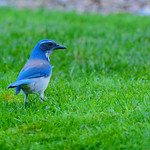 Western Scrub-Jay