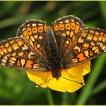 Marsh Fritillary on buttercup III