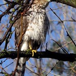 Dec6,2014 022 Juvenile female Sharp-shinned Hawk
