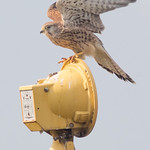 common kestrel ♀ torenvalk