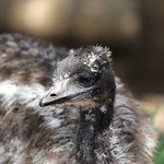 09-11-2014-featherdale 164