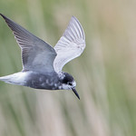 Black Tern