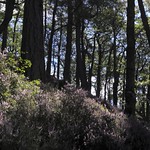 Clambering in heather
