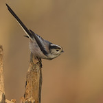 Aegithalos caudatus - codib&ugrave;gnolo - tupinet