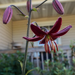 Lilium martagon 'Claude Shride', 2016