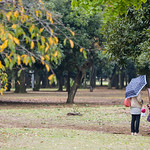 Gathering fall leaves