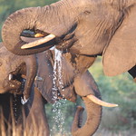 Thirsty Elephants