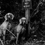 &ordm;&ordm; BUSH bandTs aLT ViEW &ordm;&ordm;