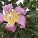 Flor da Paineira-rosa