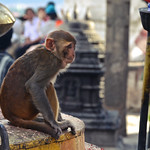 Monkey Temple