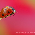 Los coccin&eacute;lidos (Mariquitas), son insectos peque&ntilde;os, con un tama&ntilde;o reducido que va de 5 a 8 milimetros. // The ladybird beetles (ladybugs) are small insects, with a reduced size from 5-8 millimeters.