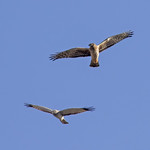 Mr. and Mrs. Northern Harrier