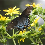 Just a happy little guy!