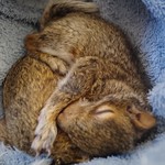 orphaned grey squirrels