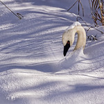 &ldquo;The snow doesn't give a soft white damn whom it touches.&rdquo; ― E.E. Cummings