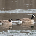 Cackling Geese at Centennial