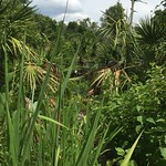 Area where E8 was rescued.