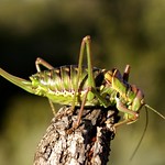 Parasteropleurus perezii