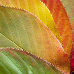 Green Yellow Orange and Red 316/365