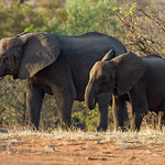 African Elephant