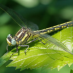 Pronghorn Clubtail (Phanogomphus graslinellus)