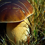 Boletus edulis