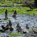 communal bathing - starlings