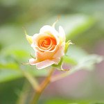 Delicate rose