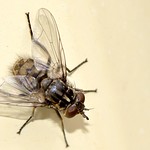 Stable fly