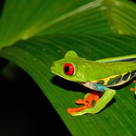 Red-eyed tree frog / Roodoogmakikikker