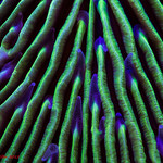 Blue fire- Mushroom coral under blue light