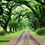 Southern Plantations Live Oak Trees