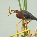 Little Green Heron-VIEW LARGE