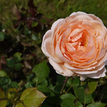 Peachy rose