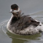 Black-necked Grebe (Podiceps nigricollis)