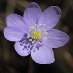 Liverwort - Anemone hepatica