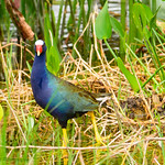 Purple Gallinule