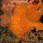 ANTENNARIUS PICTUS (8cm)