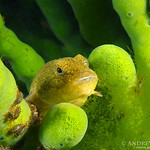 Bighead sculpin, Bol'shegolovaya shirokolobka (Batrachocottus ba