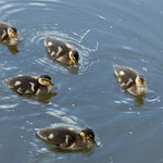 Five little ducks ...