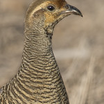 Grey Francolin