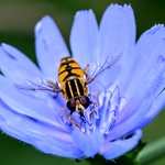 Marmalade hover-fly (Episyrphus balteatus) DSC_0496